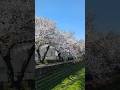 桜咲く春 #桜 #春 #サクラ