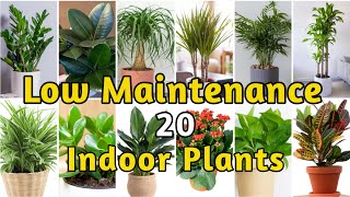 Best 20 Low Maintenance Indoor Plants for Healthier Home Air|Indoor Plants For Beginners(2025 Guide)