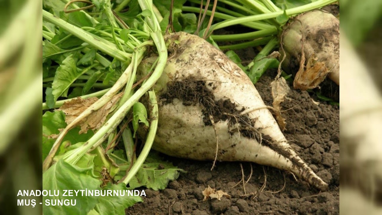 Muş Sungu Belgeseli (