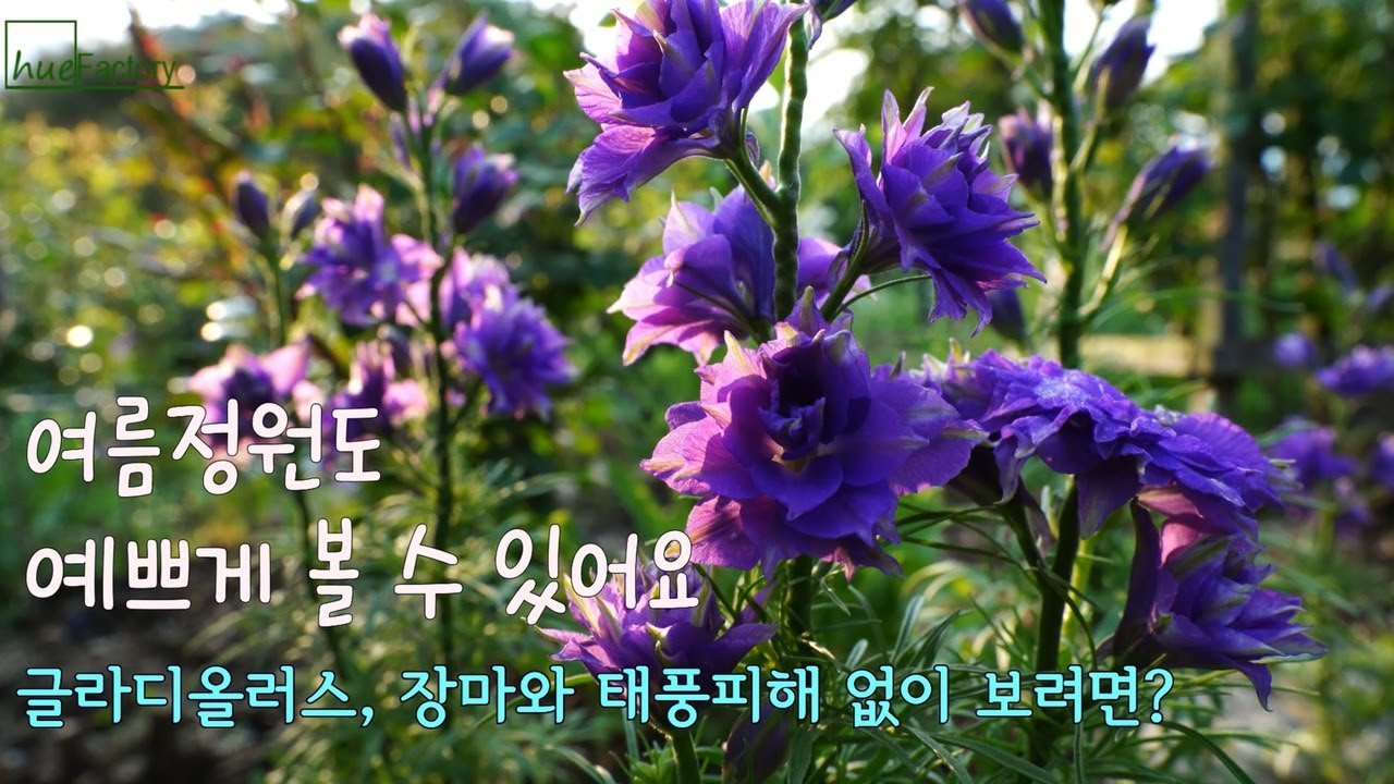 여름정원도 예쁘게 보기 위한 가드닝 팁/글라디올러스 장마,태풍 피해 없이 보는 법/꽃의 계절 봄과 여름 사이 정원/5월 꽃나무 꽃들/May Garden/Gardening tips/