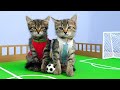 🐱Cat Kittens play Football ⚽ 🏆