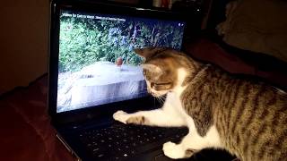 My cat thinks the birds are real.