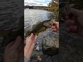 Michigan smallie slammed the fluke #bassfishing #smallmouthbassfishing #angler #fishing #bass