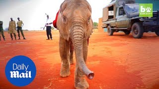Orphan elephant calf nursed back to health after predator attack - Daily Mail