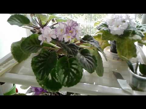 Фиалка РС Бьянка . Как она выглядит сейчас.