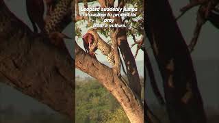 #shorts Leopard suddenly jumps into a tree to protect its prey from a vulture