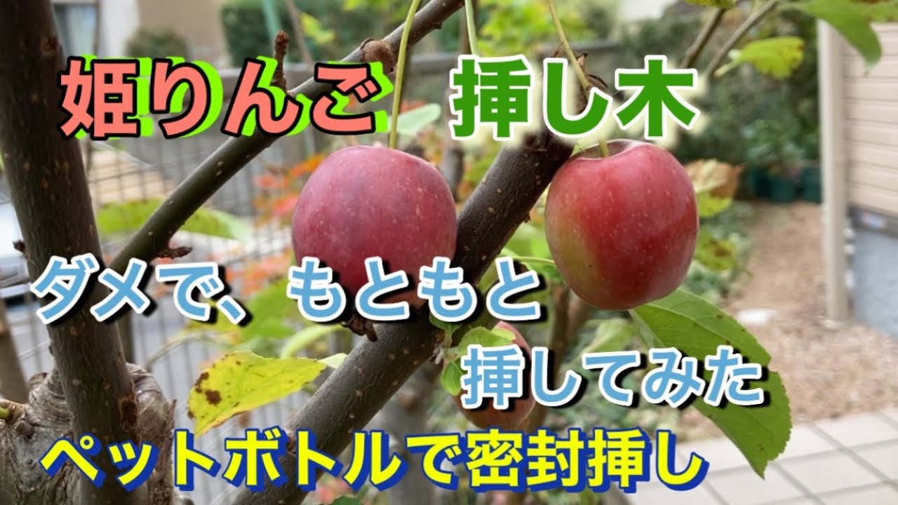 【姫りんご、挿し木】ダメで、もともと、挿してみた、ペットボトルで密封挿し