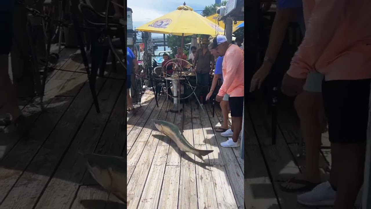 This monster fish brought ALL the  Attention #fishing #wildlife #shorts