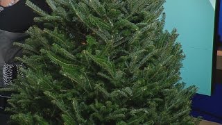 Tips For Picking The Best Christmas Tree