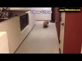 Chow Chow, Puppies, Dogs, For Sale, In Newark, New Jersey, NJ, 19Breeders, Paterson, Edison Chow Chow, Puppies, Dogs, For Sale, In Newark, New Jersey, NJ, 19Breeders, Paterson, Edison