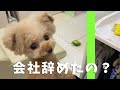 思わぬ飼い主の帰宅に大喜びの犬が可愛いｗ【トイプードル】