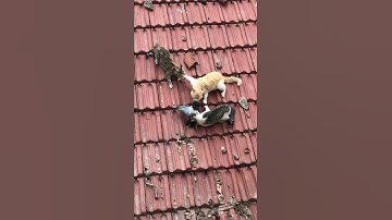 Thumbnail of funny three cats fighting over a pigeon on the roof 😂