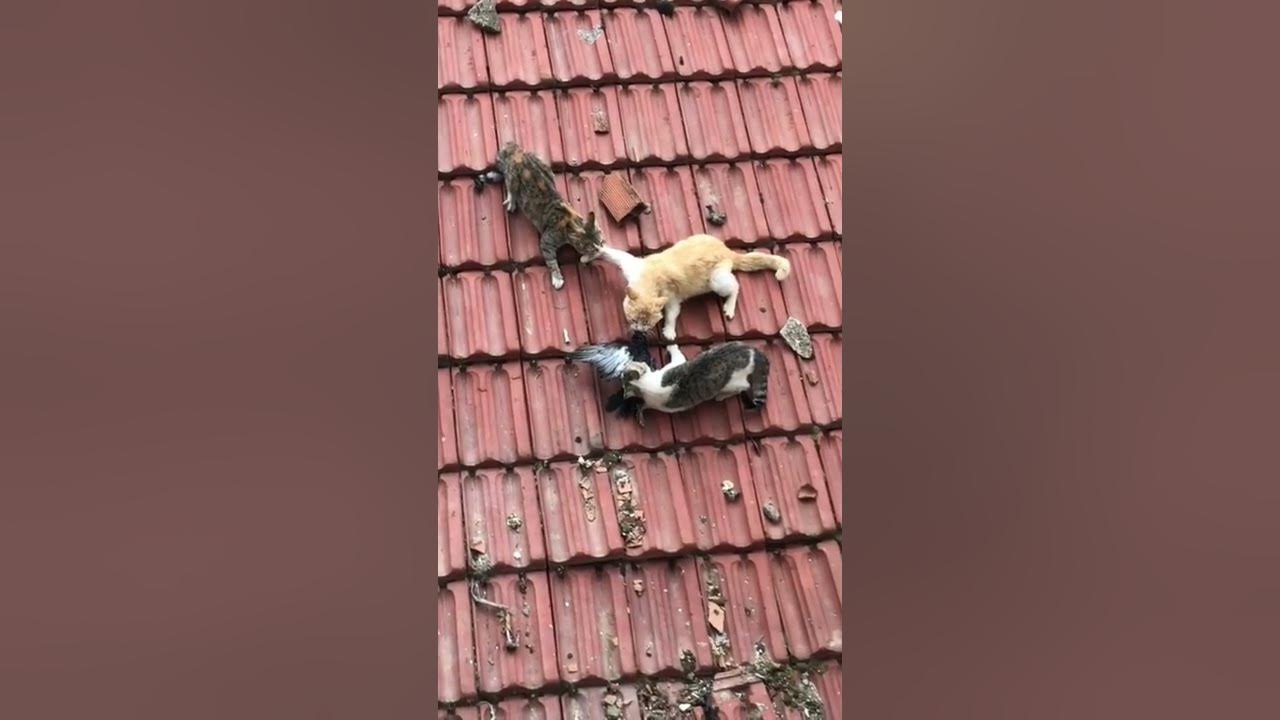 funny three cats fighting over a pigeon on the roof 😂