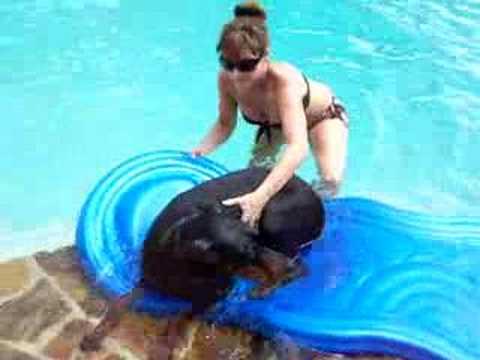 Tundra the Dobermans too big for the float Tundra the Dobermans too big for the float