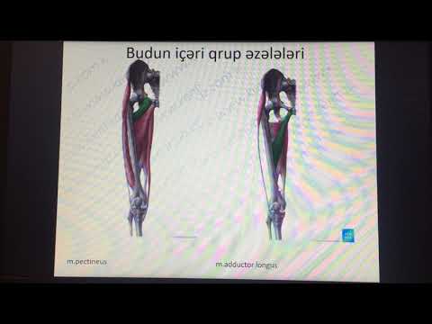 Video: Bud Və Arka Bölgənizdə əzələlər Necə Qurulur