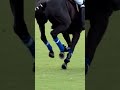 A Polo Player’s Best Asset