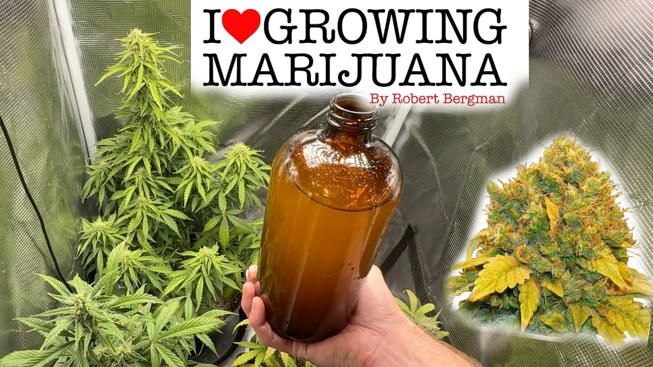 How to Grow Weed & FAILS - Seed to Harvest - Banana Kush Auto ILGM