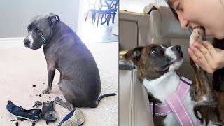 pitbull dog funny moments | funny video of pitbull