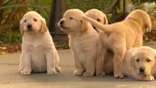 'Surprise, It's a Puppy!'  Golden Lab or Husky Cross?