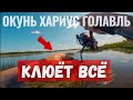 Окунь, хариус и голавль на СЕКРЕТНУЮ ПРИМАНКУ. Клюёт всё!!!