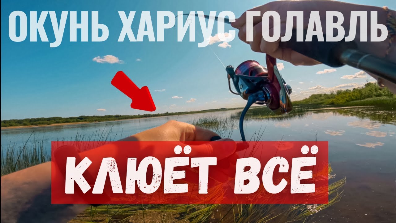 Окунь, хариус и голавль на СЕКРЕТНУЮ ПРИМАНКУ. Клюёт всё!!! - YouTube