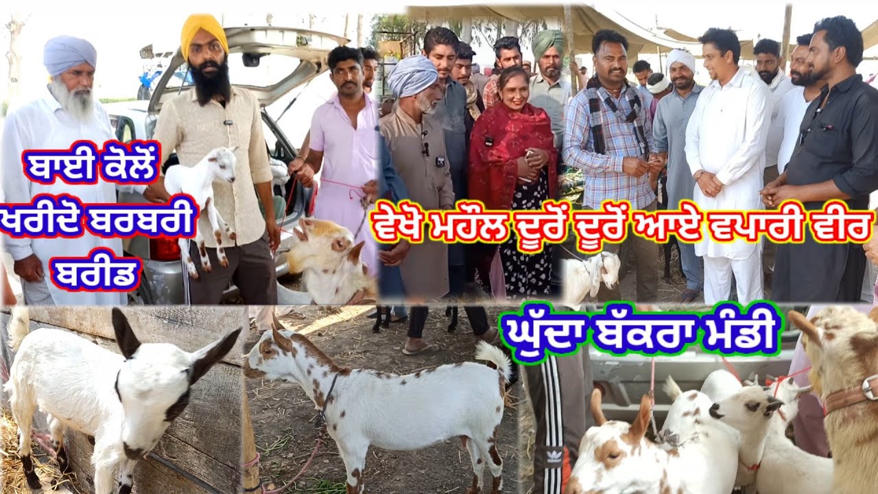 ਬੱਕਰਾ ਮੰਡੀ ਘੁੱਦਾ ਜਿਲਾ ਬਠਿੰਡਾ ਵਿਖੇ ਵੇਖੋ ਕਿੰਨੀ ਵੱਡੀ ਗਿਣਤੀ ਵਿੱਚ ਬਰਬਰੀ ਘੋਨੀ ਅਤੇ ਬੀਟਲ ਜਾਨਵਰ#farmingbaba