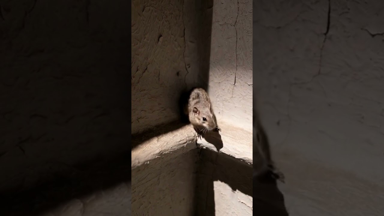 The Missing Bowl | A Small Mystery With a Big Lesson. #mouse #dogs