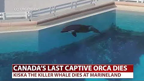 SBU-TV: Canada's last captive killer whale dies