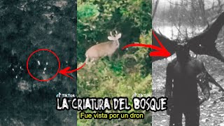 La ATERRADORA CRIATURA del BOSQUE que fue GRABADA por un DRON en MÉXICO