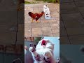 Funny Animals #12