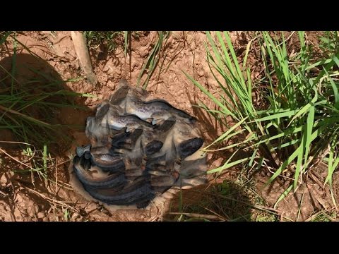 khmer net fishing 2017 Net Fishing - Cambodian Traditional Fishing (part 3) - Net fishing using the pit at Siem Reap