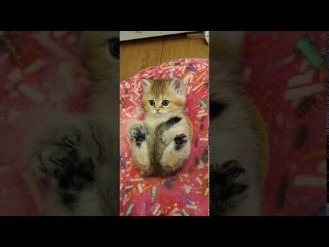 Video Adorable Kitty in a Doughnut || ViralHog