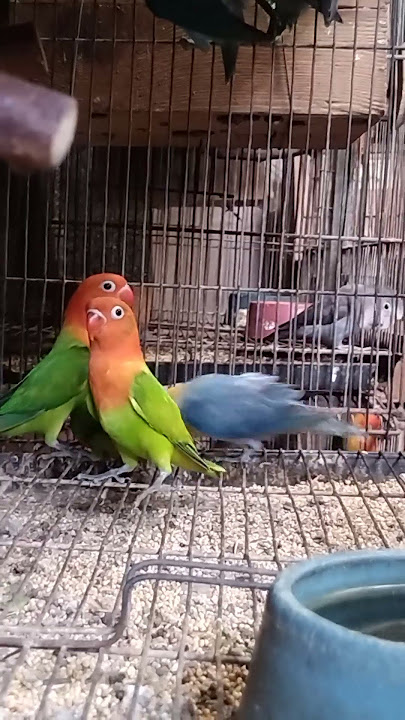 Young #lovebirds #birds #birdsavairy #africanlovebirds #parrot #pets #animals #birdlovers #aviary