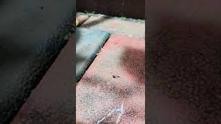 Ant in SlowMotion screenshot 2