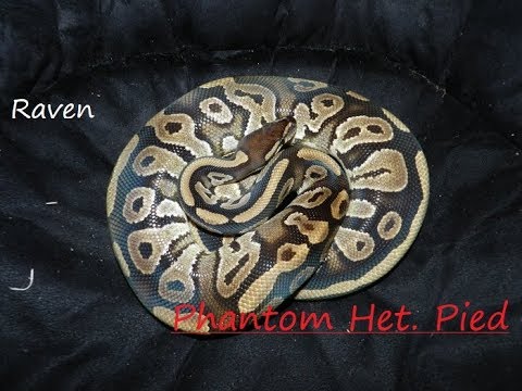 Raven! Our Phantom Het. Pied Ball Python.