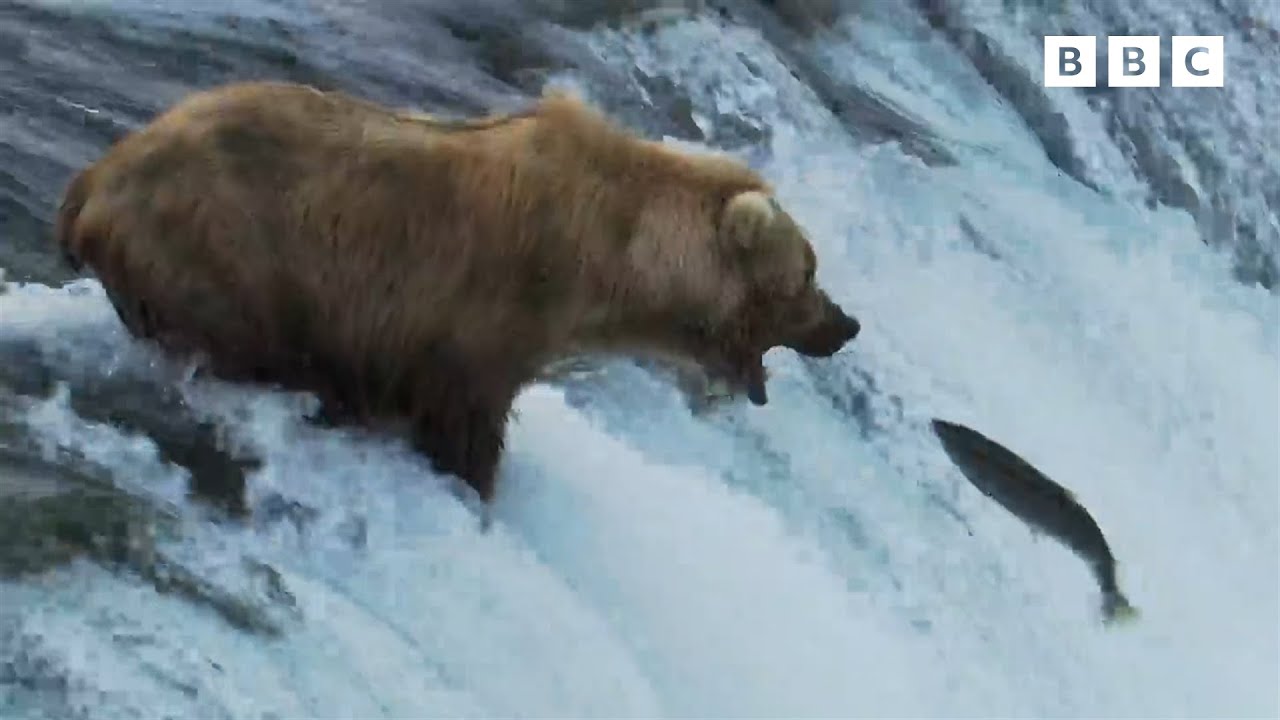 Teaching a Bear Cub to Fish | Andy's Baby Animals | Andy's Amazing Adventures