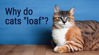 Uncovering the Secret Behind Cat 'Loafing' - Cats 101 by Pretty Purrfect Cat Facts 2,507 views 11 months ago 4 minutes, 34 seconds