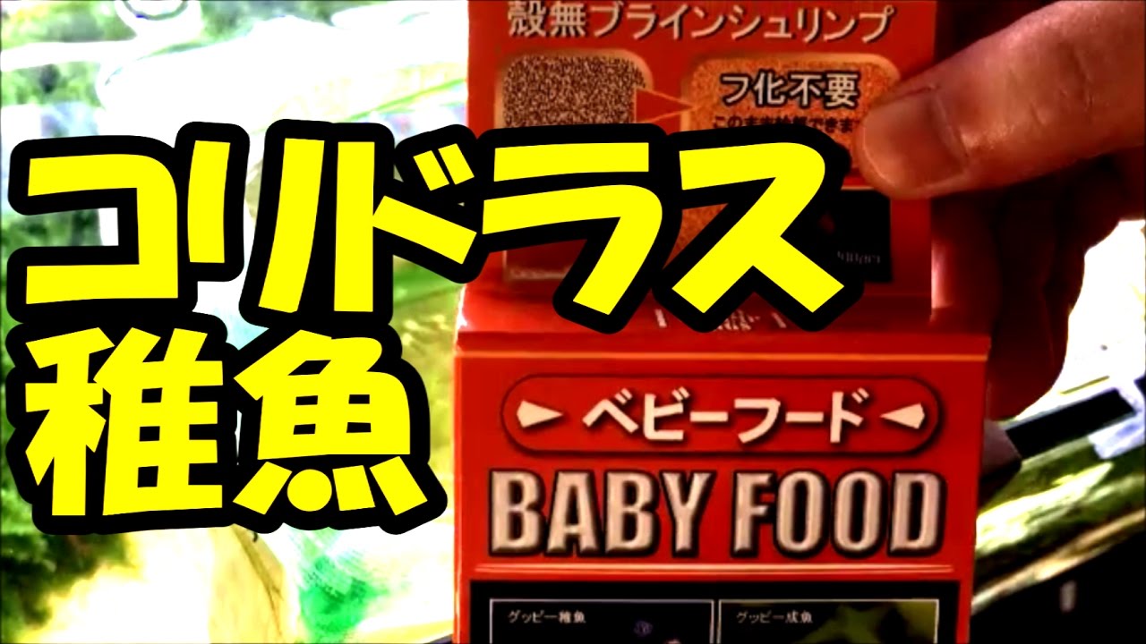 【アクアリウム】自然繁殖！チビコリ発見