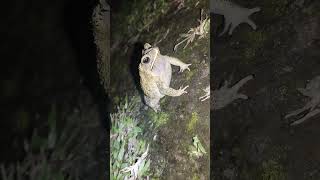 frog sound night 🐸 #shortvideo #frogsounds #vairalvideo