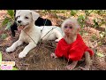 Two puppies scrambled T-shirt of baby monkey