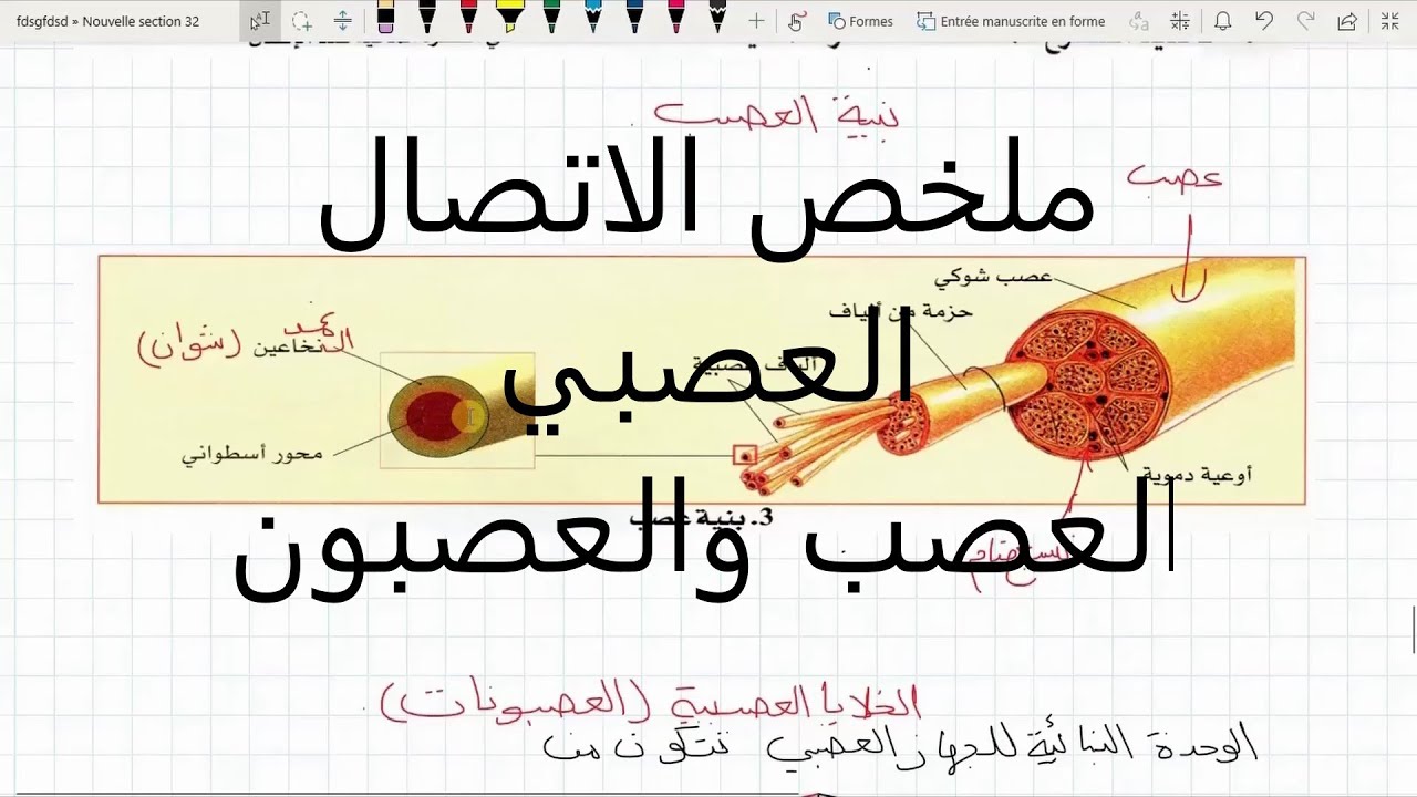 العصب والخلية العصبية علوم طبيعية السنة الرابعة متوسط درس 3