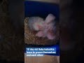 Kakariki babies in the nest @ Birdview house