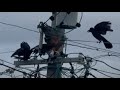 カラスが集団で鷹（タカ）に襲い掛かる/A group of crows attack a hawk