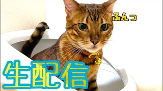 【生配信10/24】訳あって猫部屋からの生配信（パパさん不在）