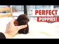 Perfect puppies  cute puppy compilation