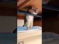 不思議な姿勢で窓の外を監視しているショウガラゴのトロチー🐵