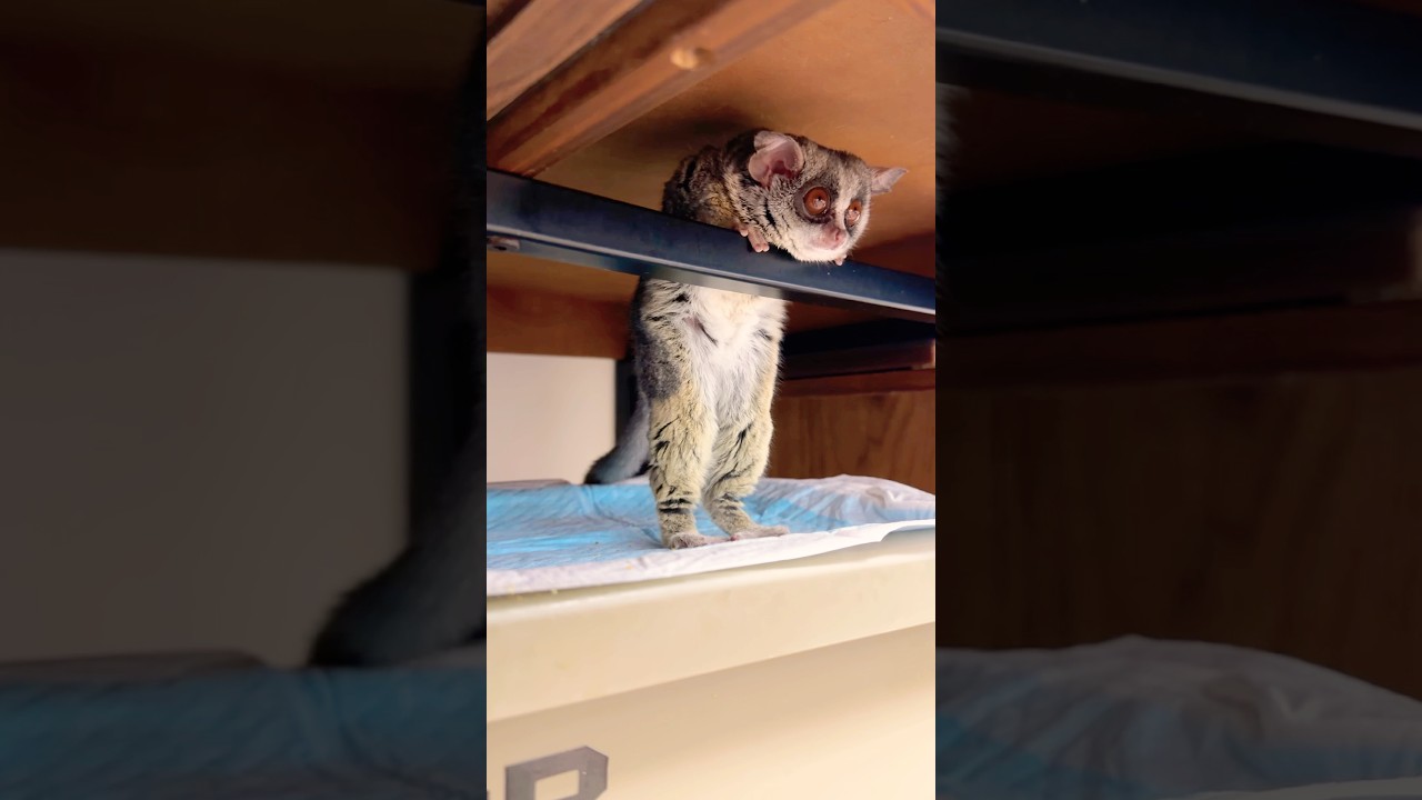 不思議な姿勢で窓の外を監視しているショウガラゴのトロチー🐵