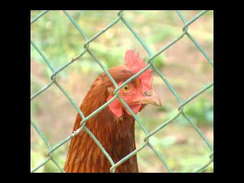 Evelyn Cornejo. La Gallina y el len