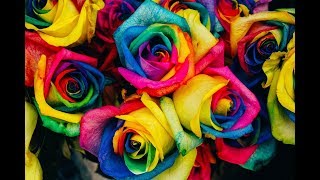 KaBloom Rainbow Roses - TIMELAPSE of Roses opening up (4 hours in 27 seconds!)