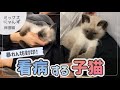 #5 【ツンデレ全開】体調不良の長女を心配する子猫ちゃん